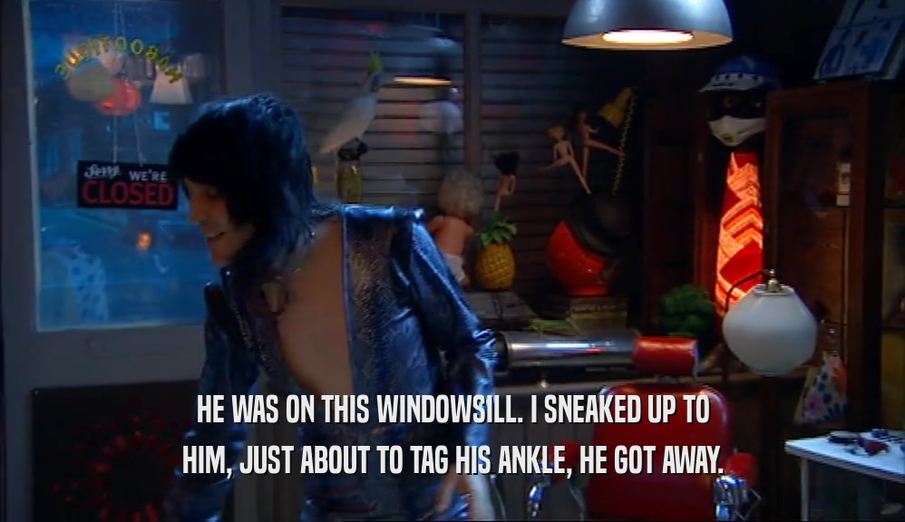 HE WAS ON THIS WINDOWSILL. I SNEAKED UP TO HIM, JUST ABOUT TO TAG HIS ANKLE, HE GOT AWAY. 