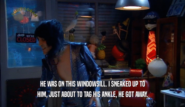 HE WAS ON THIS WINDOWSILL. I SNEAKED UP TO HIM, JUST ABOUT TO TAG HIS ANKLE, HE GOT AWAY. 