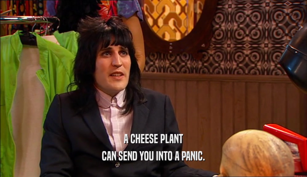 A CHEESE PLANT CAN SEND YOU INTO A PANIC. 