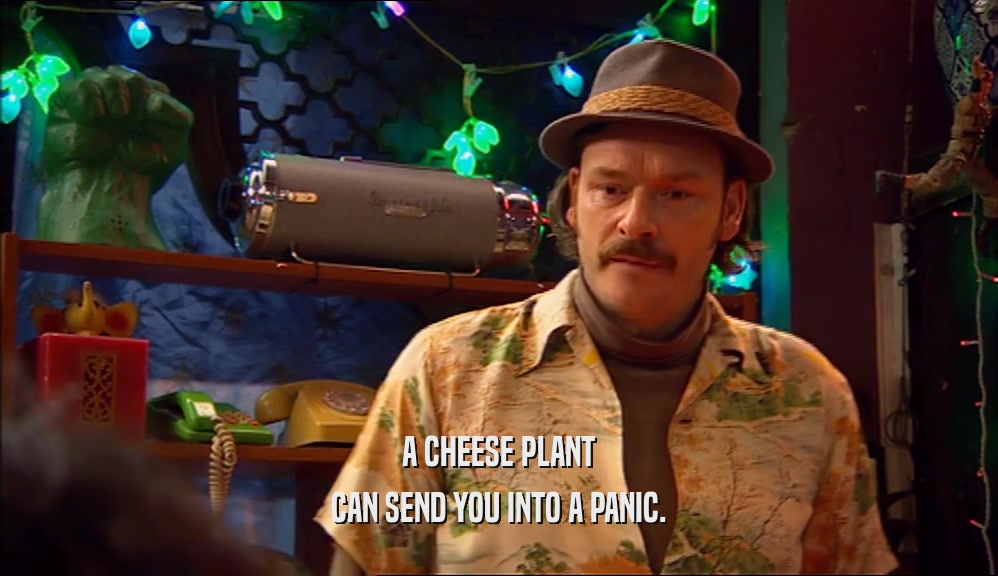 A CHEESE PLANT CAN SEND YOU INTO A PANIC. 