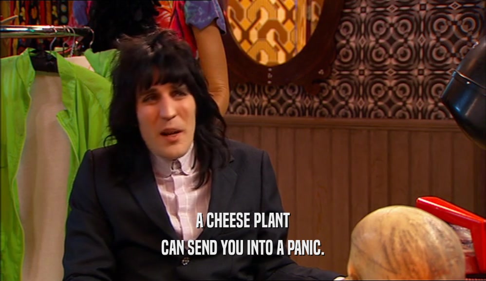 A CHEESE PLANT CAN SEND YOU INTO A PANIC. 