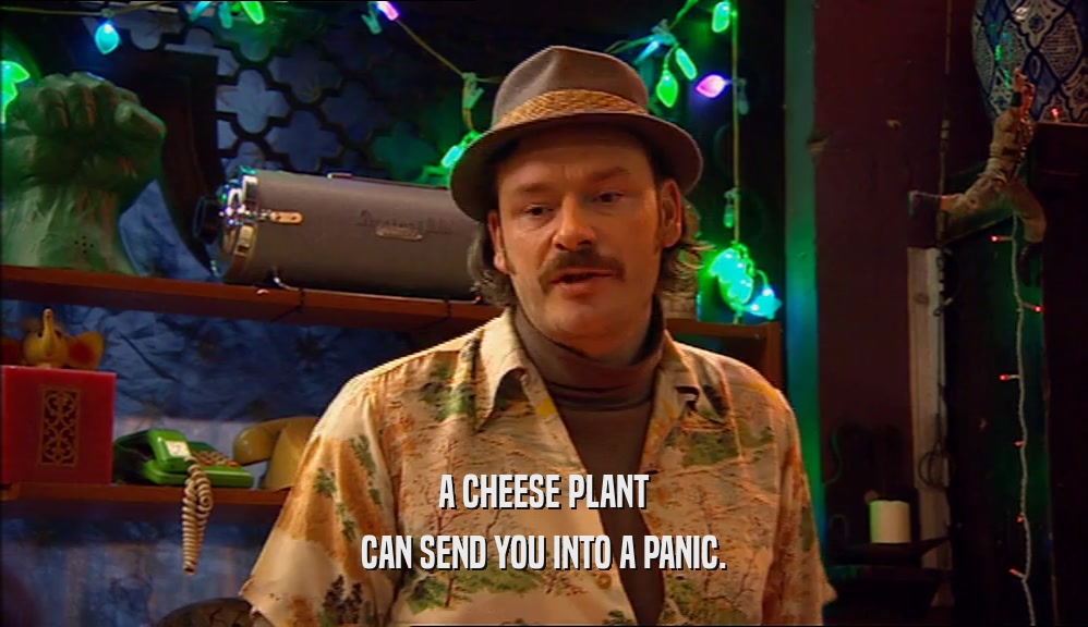 A CHEESE PLANT CAN SEND YOU INTO A PANIC. 