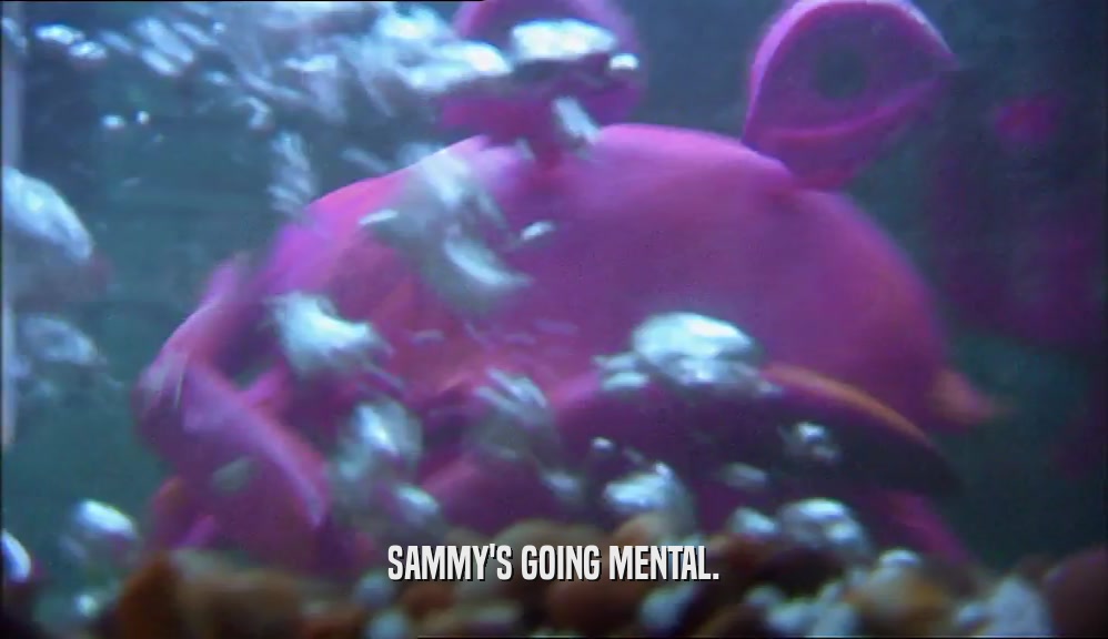 SAMMY'S GOING MENTAL.  