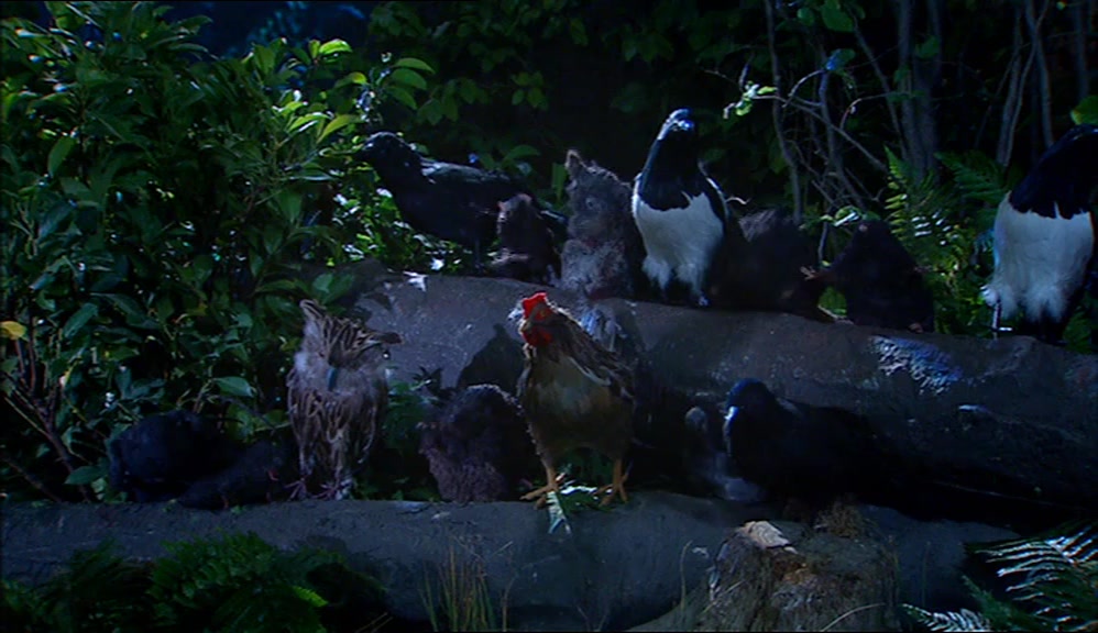 - OK, HOWARD. THIS IS YOUR AUDIENCE. - (HENS SQUAWK) 