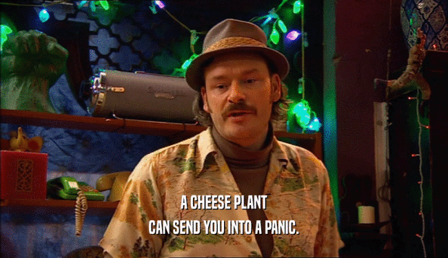 A CHEESE PLANT CAN SEND YOU INTO A PANIC. 