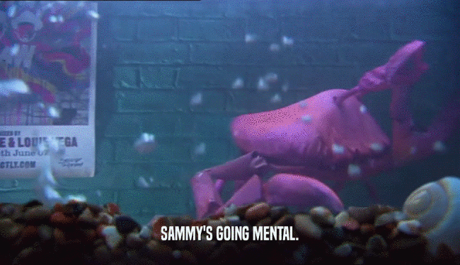 SAMMY'S GOING MENTAL.  