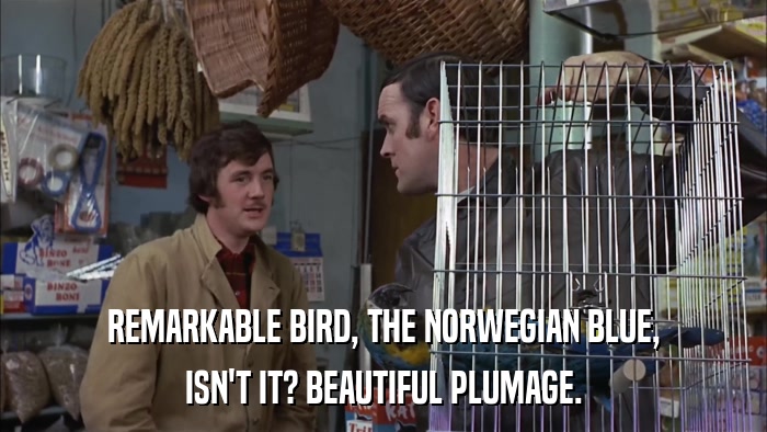 REMARKABLE BIRD, THE NORWEGIAN BLUE, ISN'T IT? BEAUTIFUL PLUMAGE. 