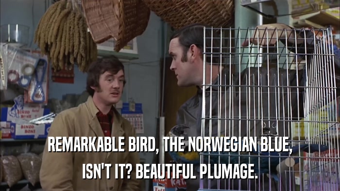 REMARKABLE BIRD, THE NORWEGIAN BLUE, ISN'T IT? BEAUTIFUL PLUMAGE. 