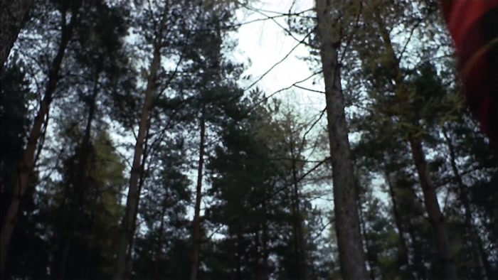 THE CRASH OF MIGHTY TREES.  