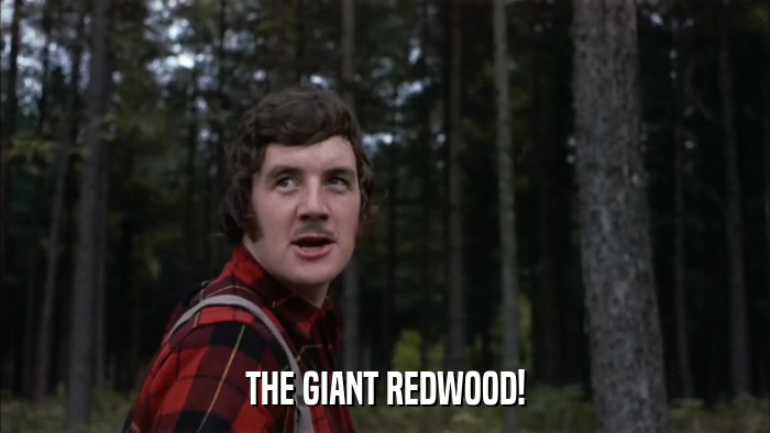 THE GIANT REDWOOD!  