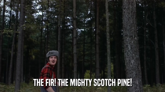 THE FIR! THE MIGHTY SCOTCH PINE!  