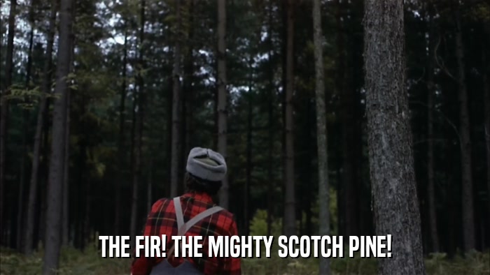 THE FIR! THE MIGHTY SCOTCH PINE!  