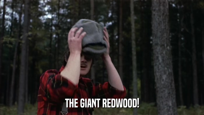 THE GIANT REDWOOD!  