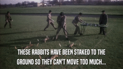 THESE RABBITS HAVE BEEN STAKED TO THE GROUND SO THEY CAN'T MOVE TOO MUCH... 