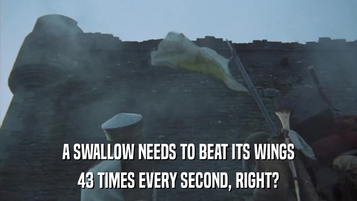 A SWALLOW NEEDS TO BEAT ITS WINGS 43 TIMES EVERY SECOND, RIGHT? 