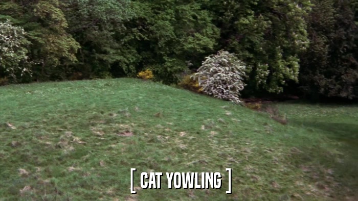 [ CAT YOWLING ]  