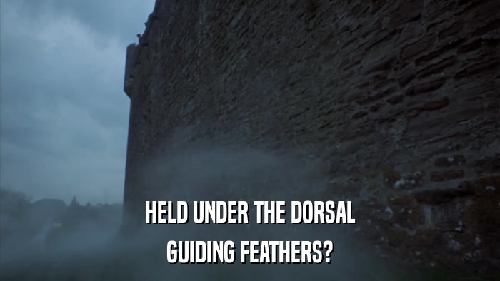 HELD UNDER THE DORSAL GUIDING FEATHERS? 