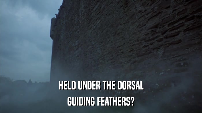 HELD UNDER THE DORSAL GUIDING FEATHERS? 