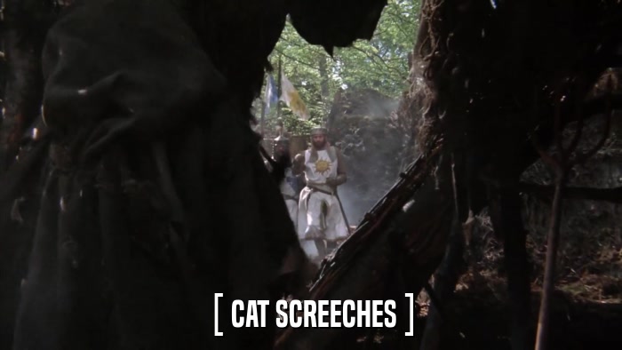 [ CAT SCREECHES ]  