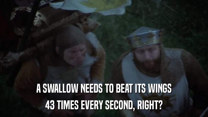 A SWALLOW NEEDS TO BEAT ITS WINGS 43 TIMES EVERY SECOND, RIGHT? 