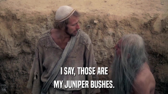 I SAY, THOSE ARE MY JUNIPER BUSHES. 