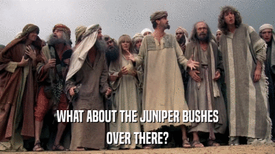 WHAT ABOUT THE JUNIPER BUSHES OVER THERE? 
