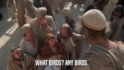 WHAT BIRDS? ANY BIRDS.  