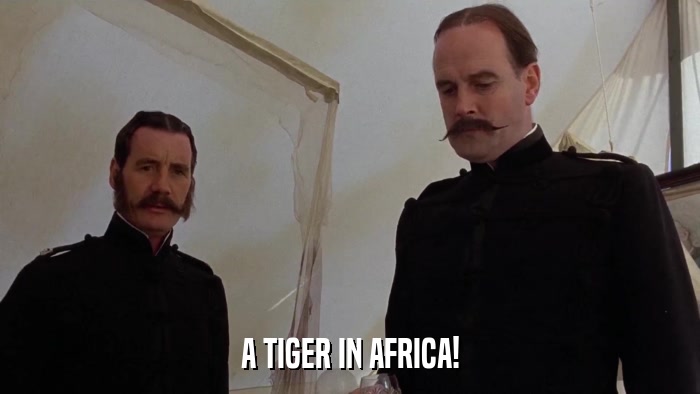 A TIGER IN AFRICA!  
