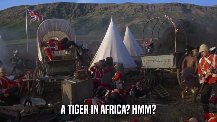 A TIGER IN AFRICA? HMM?  