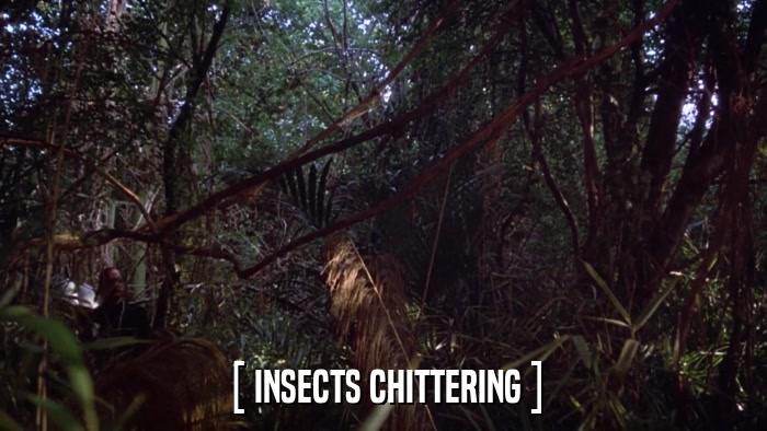 [ INSECTS CHITTERING ]  