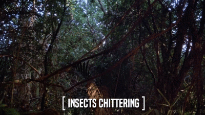 [ INSECTS CHITTERING ]  