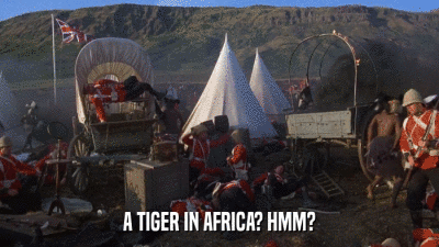 A TIGER IN AFRICA? HMM?  