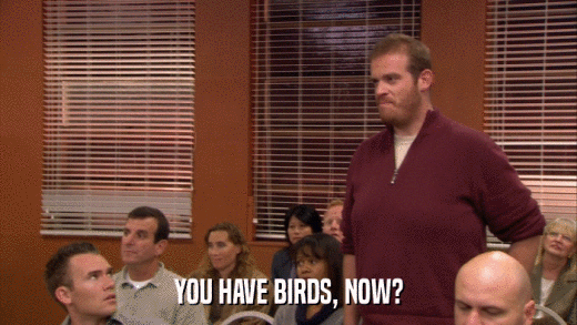 YOU HAVE BIRDS, NOW?  