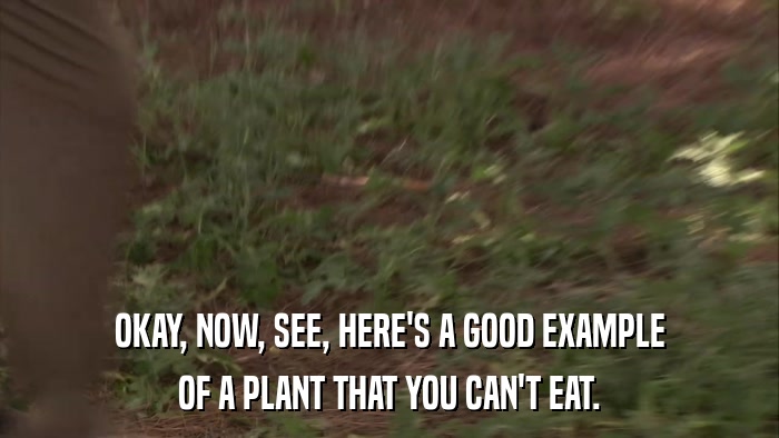 OKAY, NOW, SEE, HERE'S A GOOD EXAMPLE OF A PLANT THAT YOU CAN'T EAT. 