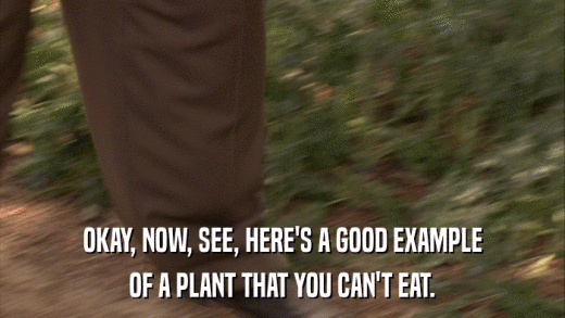 OKAY, NOW, SEE, HERE'S A GOOD EXAMPLE OF A PLANT THAT YOU CAN'T EAT. 