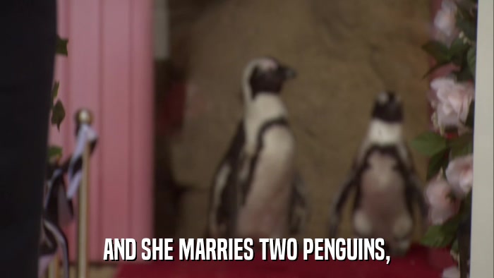 AND SHE MARRIES TWO PENGUINS,  