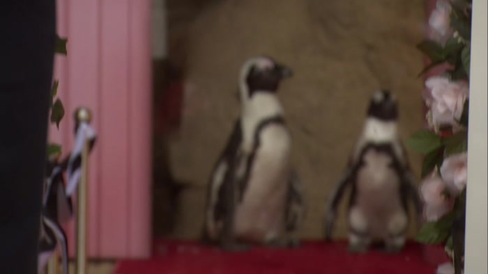 AND SHE MARRIES TWO PENGUINS,  