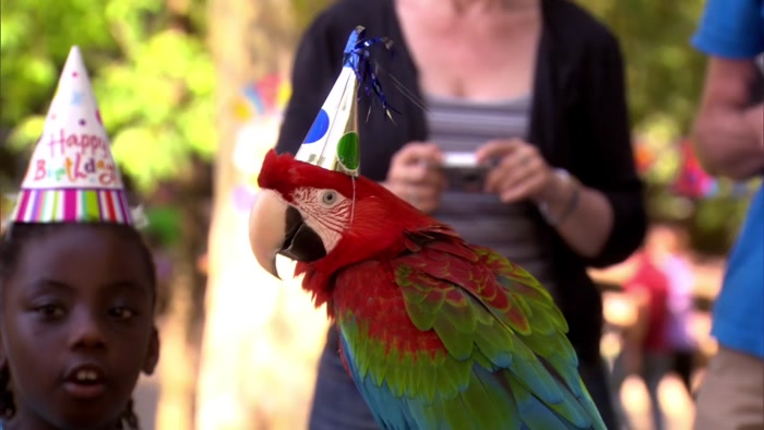 SO WE HAD A BIRTHDAY PARTY FOR A PARROT THAT TURNED 60. 