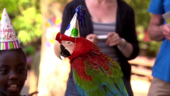 SO WE HAD A BIRTHDAY PARTY FOR A PARROT THAT TURNED 60. 