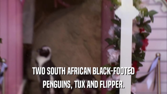 TWO SOUTH AFRICAN BLACK-FOOTED PENGUINS, TUX AND FLIPPER. 