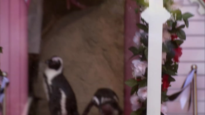 TWO SOUTH AFRICAN BLACK-FOOTED PENGUINS, TUX AND FLIPPER. 