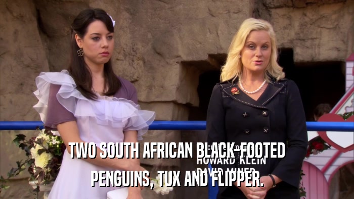 TWO SOUTH AFRICAN BLACK-FOOTED PENGUINS, TUX AND FLIPPER. 