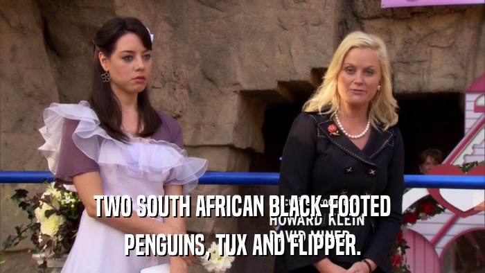 TWO SOUTH AFRICAN BLACK-FOOTED PENGUINS, TUX AND FLIPPER. 