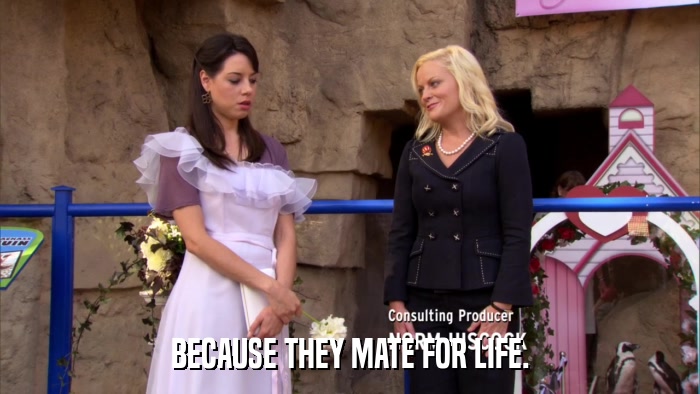 BECAUSE THEY MATE FOR LIFE.  