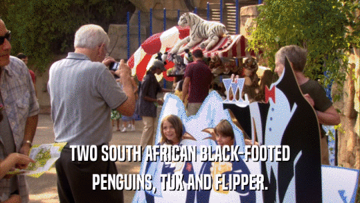 TWO SOUTH AFRICAN BLACK-FOOTED PENGUINS, TUX AND FLIPPER. 