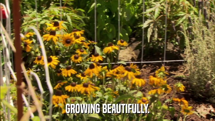 GROWING BEAUTIFULLY.  