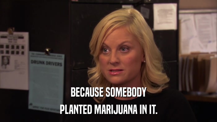 BECAUSE SOMEBODY PLANTED MARIJUANA IN IT. 