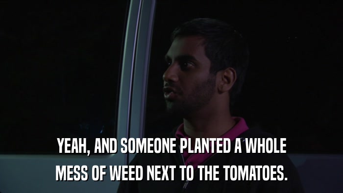 YEAH, AND SOMEONE PLANTED A WHOLE MESS OF WEED NEXT TO THE TOMATOES. 
