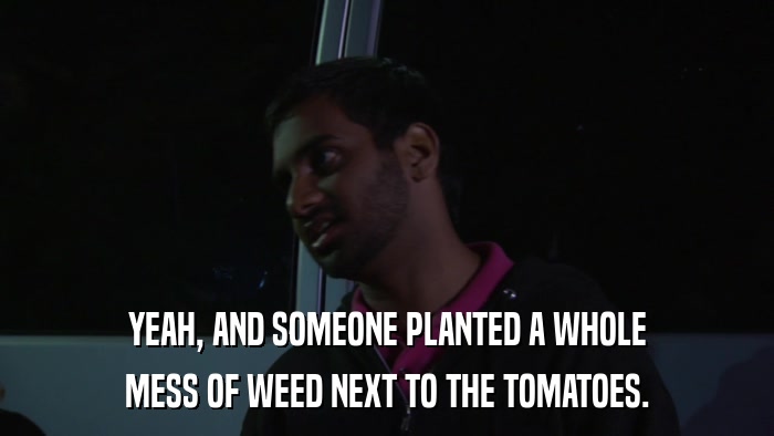 YEAH, AND SOMEONE PLANTED A WHOLE MESS OF WEED NEXT TO THE TOMATOES. 