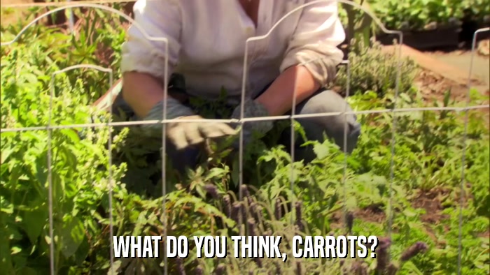 WHAT DO YOU THINK, CARROTS?  